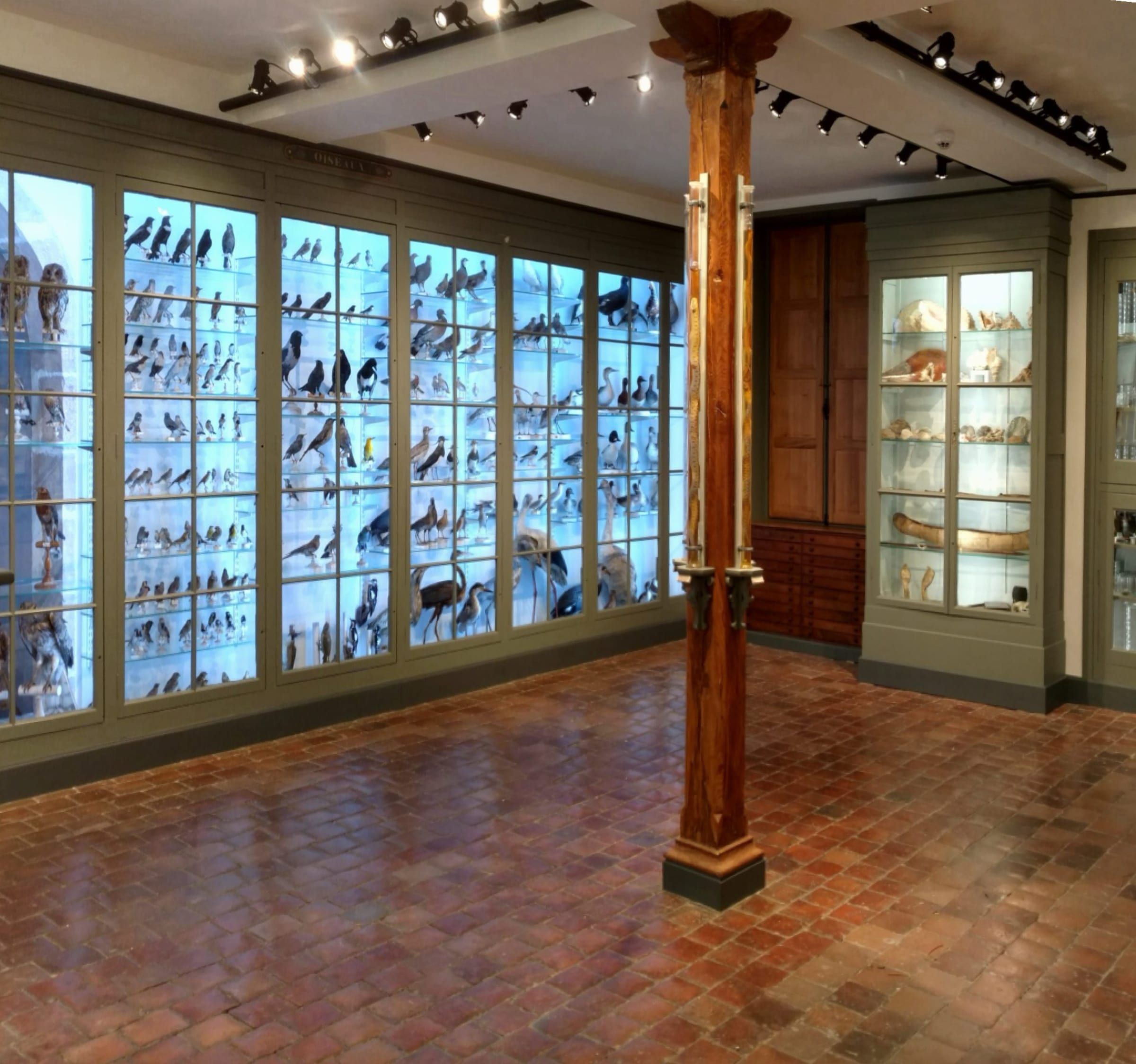 Galerie de sciences naturelles du Musée de Semur-en-Auxois — vitrines d'oiseaux naturalisés et colonne de bois sur sol en tomettes