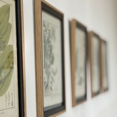 Série de gravures botaniques anciennes encadrées sur mur blanc