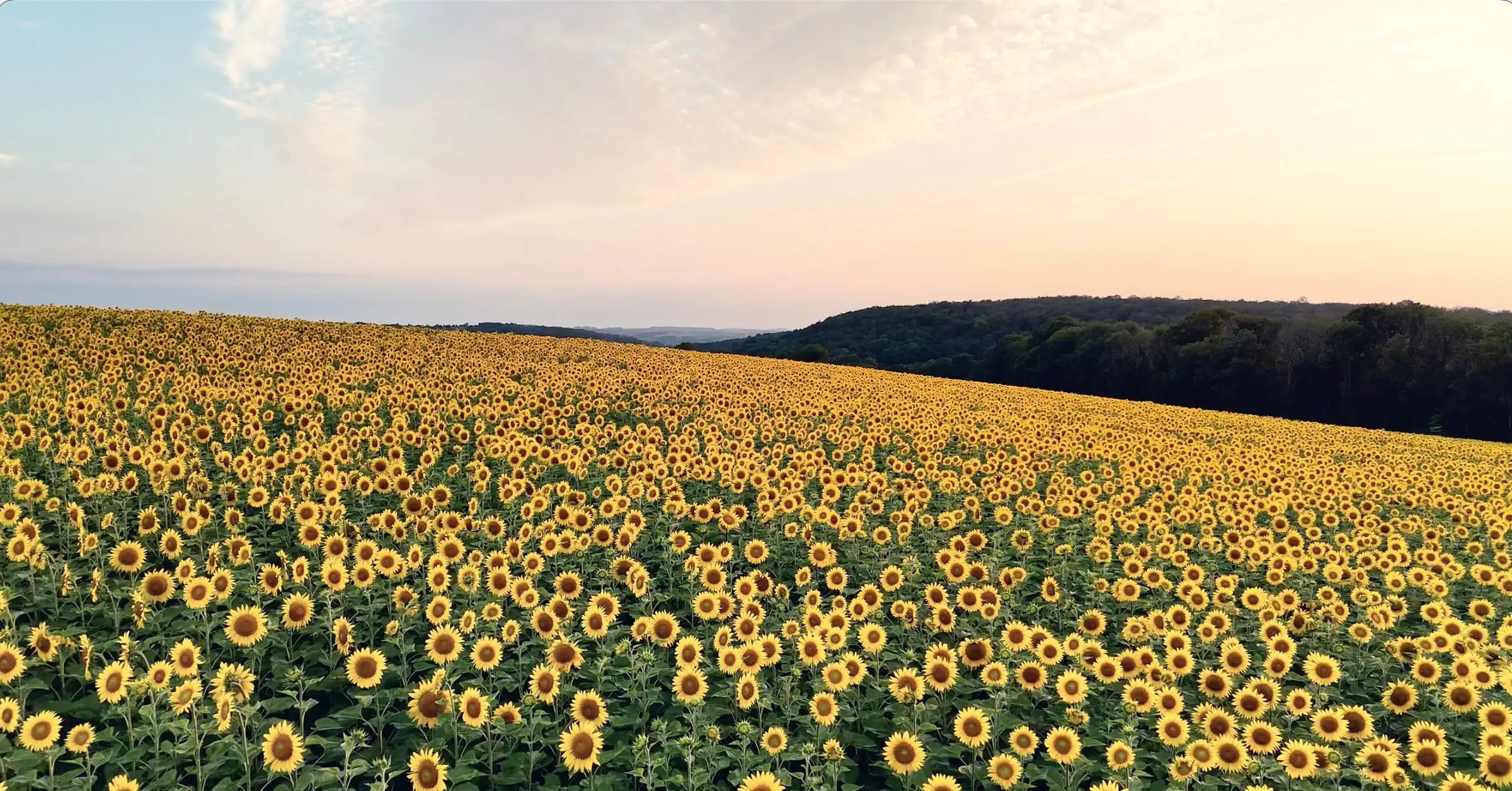 Champ de tournesols au coucher du soleil dans la campagne bourguignonne