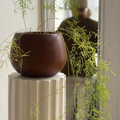 Plante retombante dans un pot en terre sur colonne cannelée