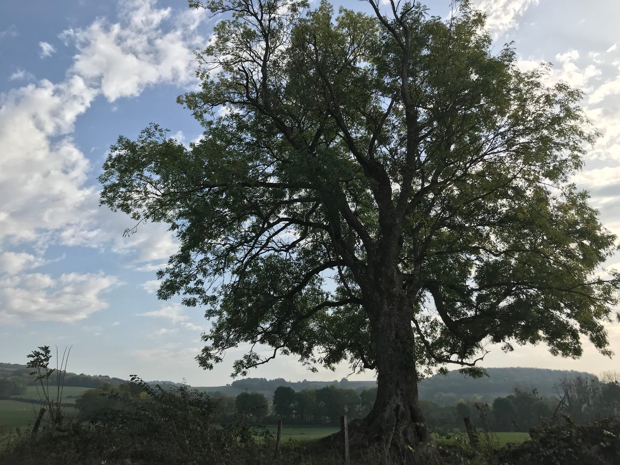 Reflet d'un arbre sur l'eau calme de l'Armançon, dans la campagne de l'Auxois en Bourgogne
